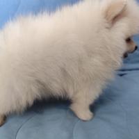 Volpino di Pomerania