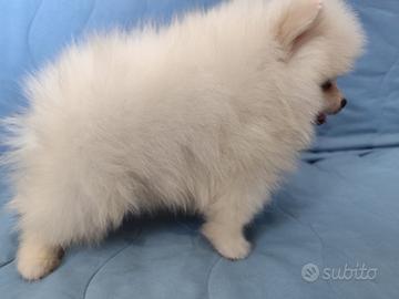 Volpino di Pomerania