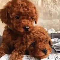 Barboncini mini toy total red