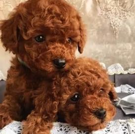 Barboncini mini toy total red