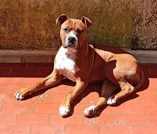 Pitbull