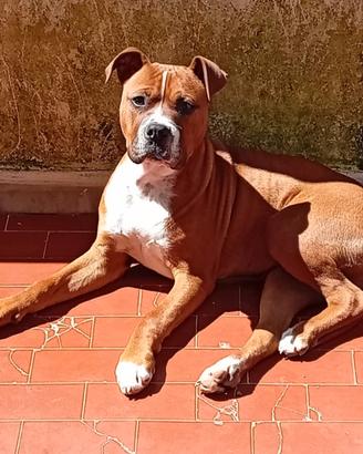 Pitbull