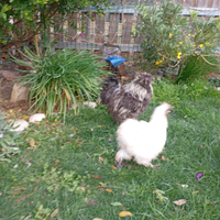 Coppia moroseta nana