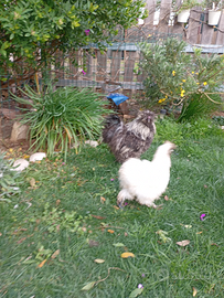 Coppia moroseta nana