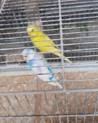 Cocoriti