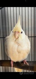 Calopsite ( maschio ) albino