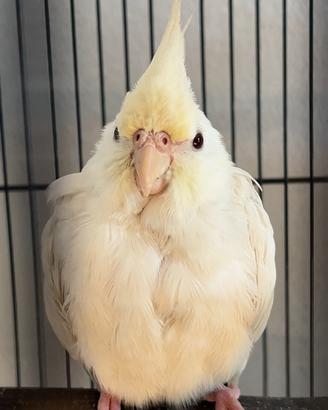Calopsite ( maschio ) albino