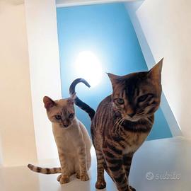 Gatto Bengala