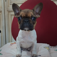 Ultima cucciola di Bulldog Francese esotico