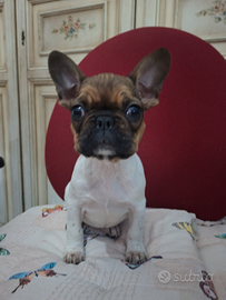 Ultima cucciola di Bulldog Francese esotico