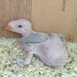 Pulli parrocchetto dal collare