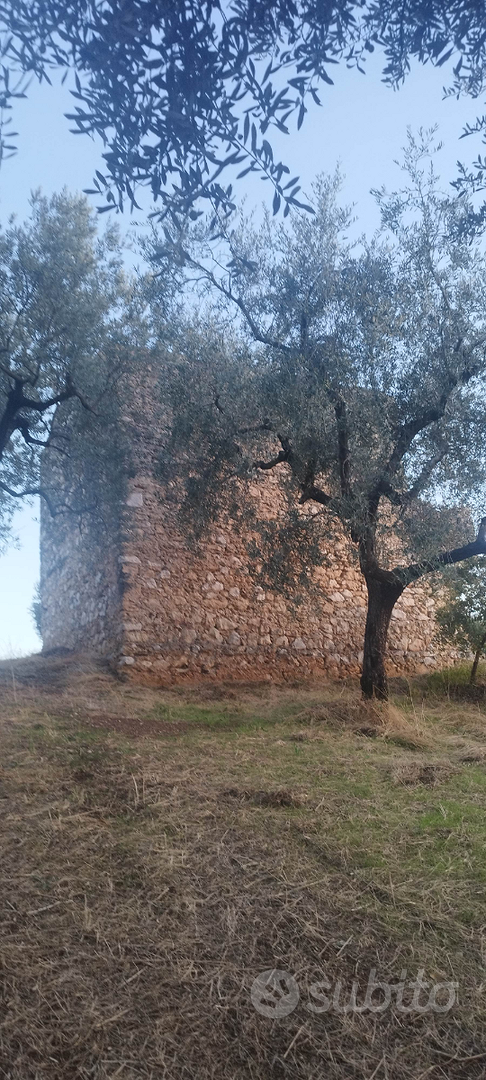 Terreno con ulivi ciliegi e un rudere - Vista 2
