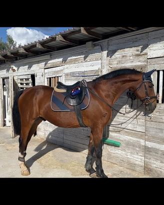 Cavallo da scuola