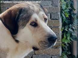 Guardino cane