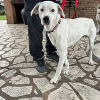 Cucciolone in adozione