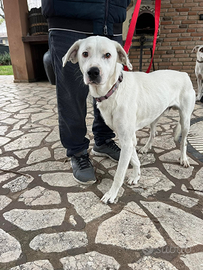 Cucciolone in adozione