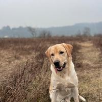 Labrador Retriever americano per monta