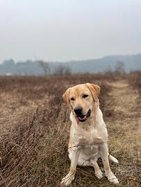 Labrador Retriever americano per monta