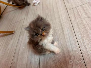 Animali