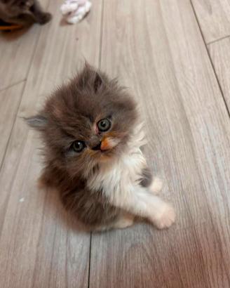 Animali