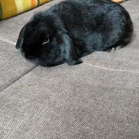 Coniglio ariete nano