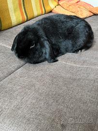 Coniglio ariete nano