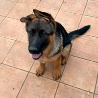 Cucciola Pastore Tedesco