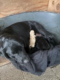 Cuccioli labrador