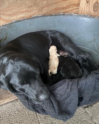 Cuccioli labrador