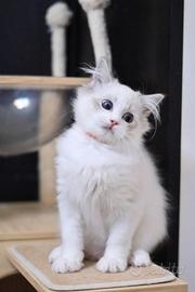 Gattino ragdoll