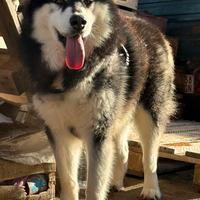 Alaskan malamute monta