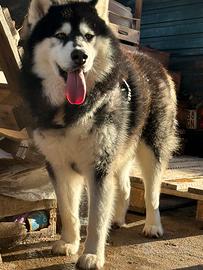 Alaskan malamute monta