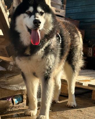 Alaskan malamute monta