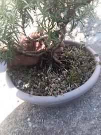 rosmarino bonsai