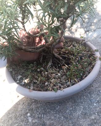 rosmarino bonsai