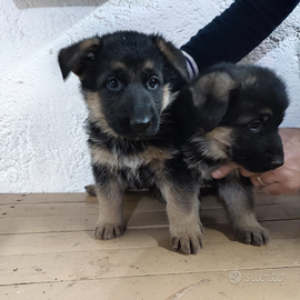 Cuccioli pastore tedesco