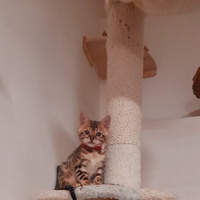 Cuccioli di gatto del Bengala