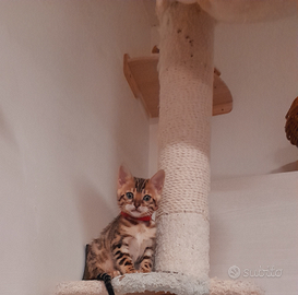 Cuccioli di gatto del Bengala