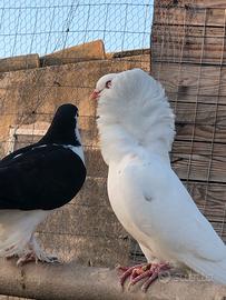 Colombi ornamentali 25 la Coppia