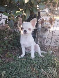 Chihuahua maschio