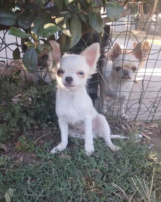 Chihuahua maschio