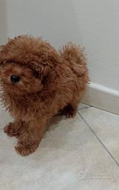 Cane barboncino toy