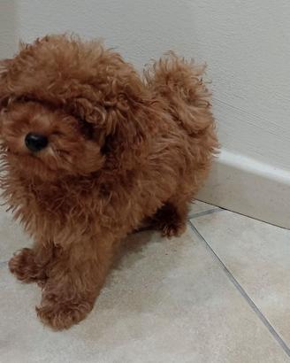 Cane barboncino toy