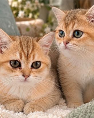 British Shorthair Femmine Golden