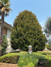 Albero di magnoglia