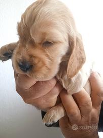 Cocker Spaniel cuccioli