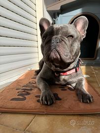 Disponibile per monta