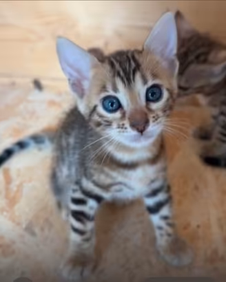 Gattine bengala