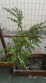 Piante grasse di vari tipi