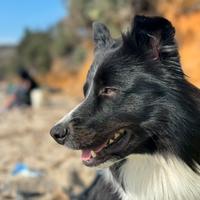 Border Collie per accoppiamento